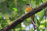 Orange-breasted Trogonborder=